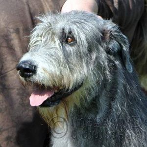 Meet your Posher, Casey